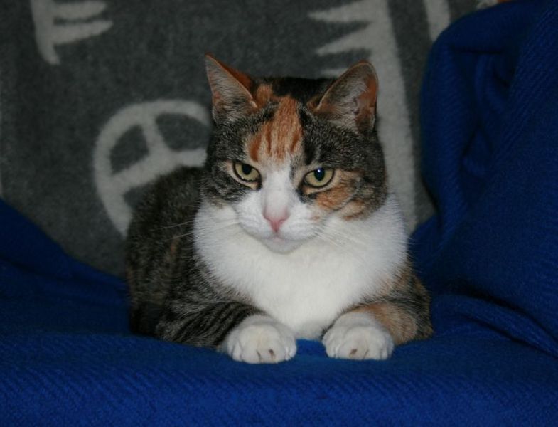 Fil:Frejas kat.jpg