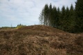 Gravhøj Fosdal Plantage 2.jpg