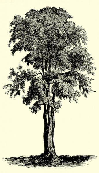 Fil:Nordisk Aandsliv 30.jpg