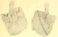 Figur 3 4 (NGVFF).jpg