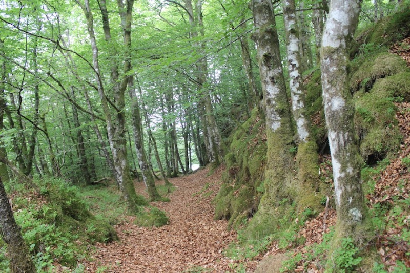 Fil:Bøkeskogen ved Vollum 1.jpg