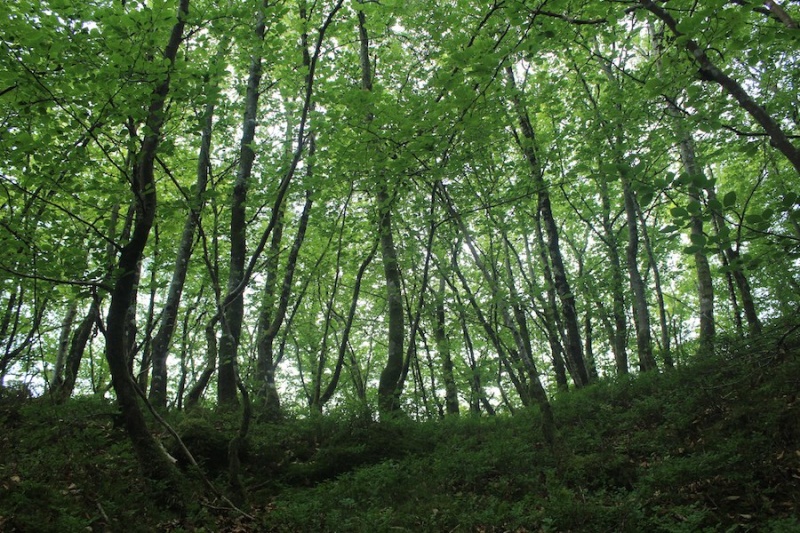 Fil:Bøkeskogen ved Vollum 2.jpg